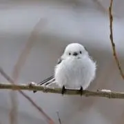 haruの画像