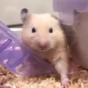 ナオ