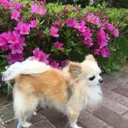 ハニー