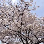 ゆずもち