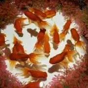 マロの画像
