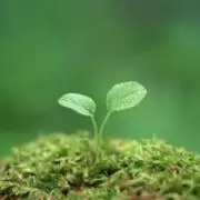 Yokoの画像