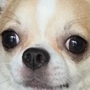 らむの画像