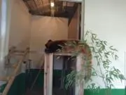 こよりの画像