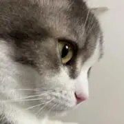 にゃーちゃんの画像