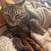 hの画像
