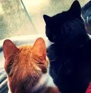 こととの画像