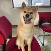 ぶいの画像