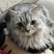 Kの画像