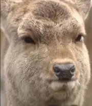 チューチューの画像