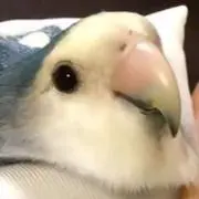 みのちるの画像