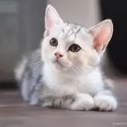 bibi