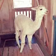 よっこ