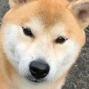 ケンタ