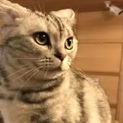 たぐちの画像