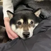 いぬの画像