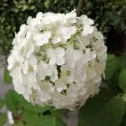 モモ