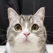 まごころ便【さとう】の画像