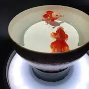 Siの画像