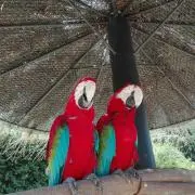 kikiの画像