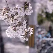 まちゃの画像