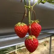 じゅんの画像
