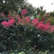 どんぐり