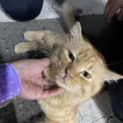 Kokoの画像