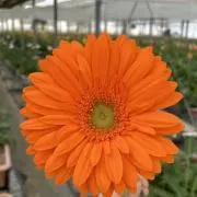 えみりぃの画像