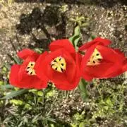naccoの画像
