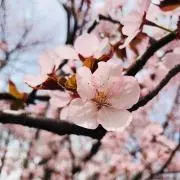 SAKURAの画像