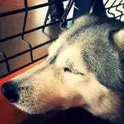 えりすの画像