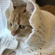 にゃん