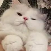 ぷいぷいの画像