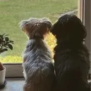 テンの画像