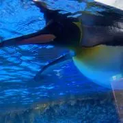 はるの画像
