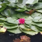 ふじの画像