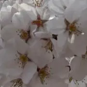 ヒロサー