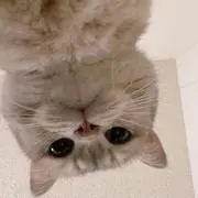 baibaiの画像