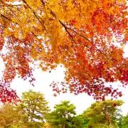 かにこの画像