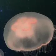 たいみょん
