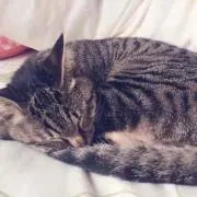 あみるの画像