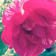 タヒチアンサンセット