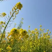 ののの画像
