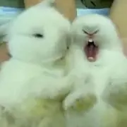 ぴょん子の画像