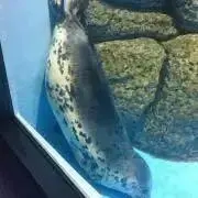 のんのんの画像