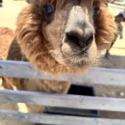さっっつの画像