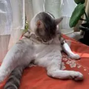 くりーむちーずの画像