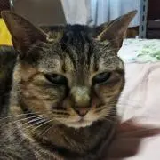 ペロの画像