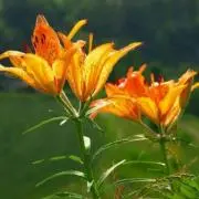 たーー